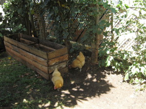 hens_compost