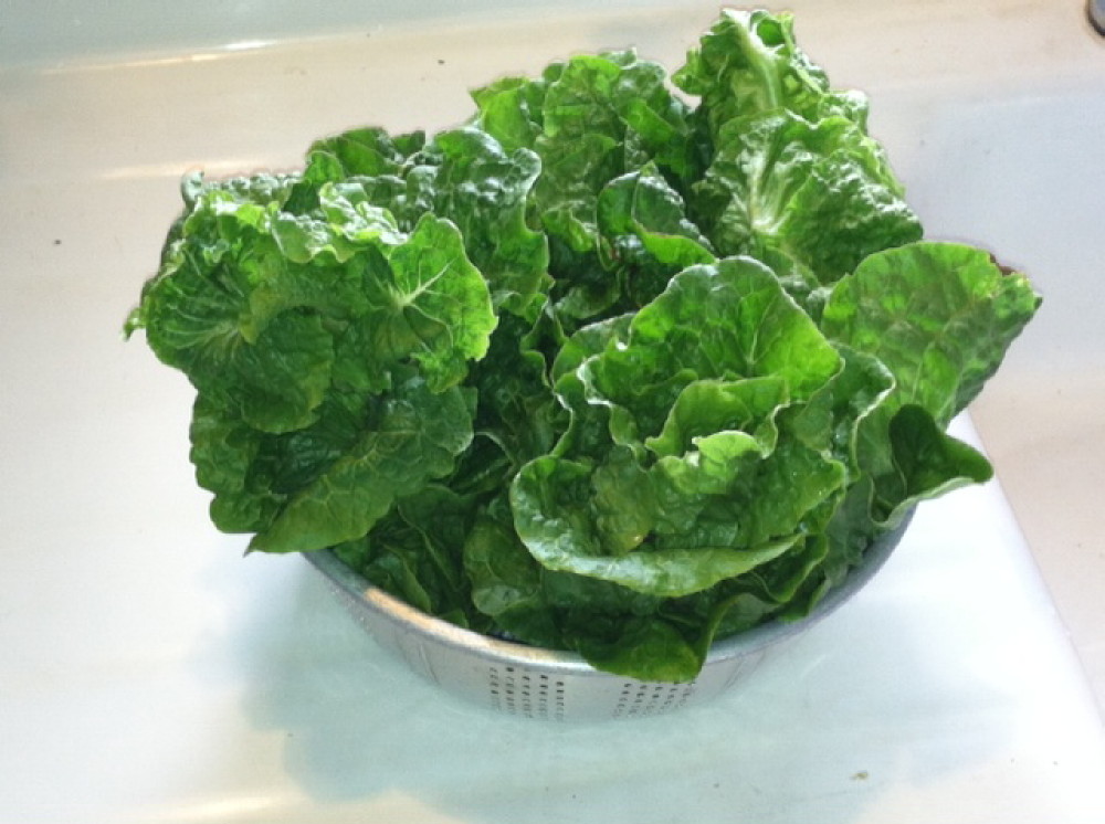 fresh manoa lettuce