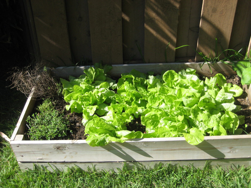raised bed with lettuce and thyme